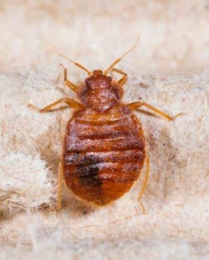 Kammerjäger Notdienst Ihrer Region – Diskrete Hilfe bei Schädlingsbekämpfung